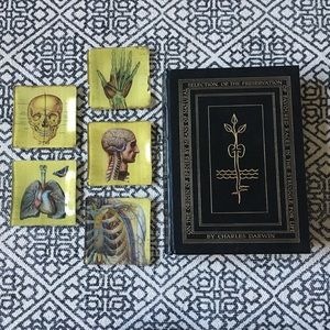 Set of 5 Anatomy Coaster/ Jewelry Dish. Head heart